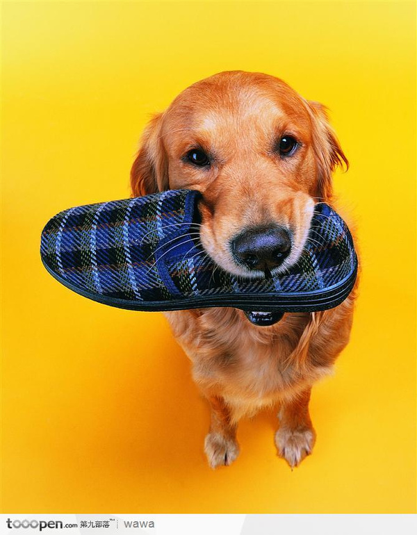 狗狗怎么补充微量元素(狗狗微量补充元素有哪些)-硒宝网