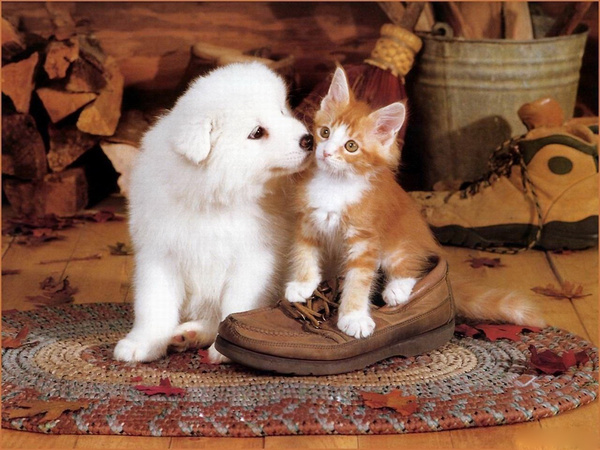 狗狗怎么补充微量元素(狗狗微量补充元素有哪些)-硒宝网