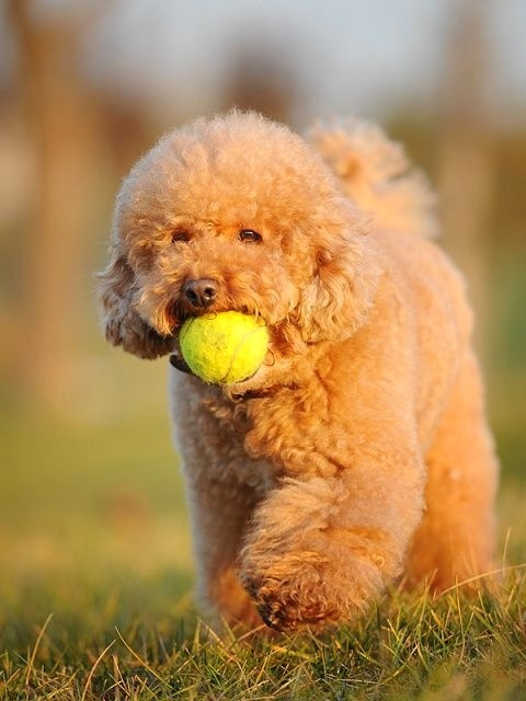 狗狗怎么补充微量元素(狗狗微量补充元素有哪些)-硒宝网