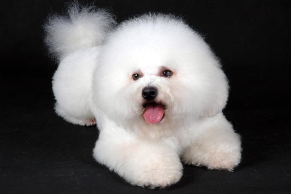 狗狗怎么补充微量元素(狗狗微量补充元素有哪些)-硒宝网