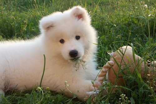 狗狗怎么补充微量元素(狗狗微量补充元素有哪些)-硒宝网