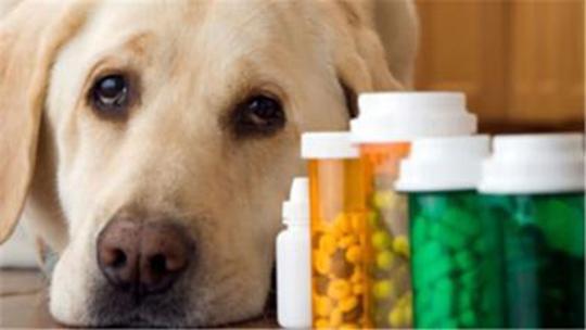 狗狗怎么补充微量元素(狗狗微量补充元素吃什么)-硒宝网