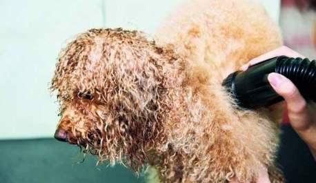 狗狗怎么补充微量元素(狗狗微量补充元素吃什么)-硒宝网