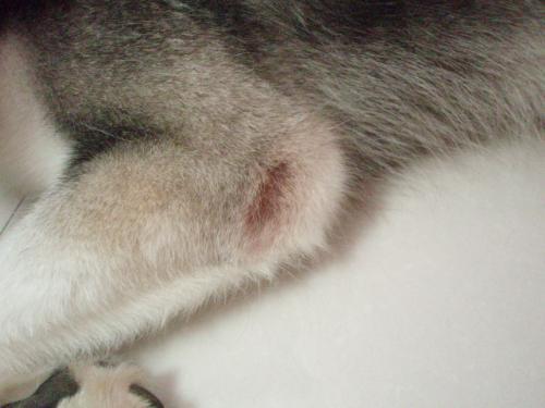 狗狗怎么补充微量元素(狗狗微量补充元素吃什么)-硒宝网