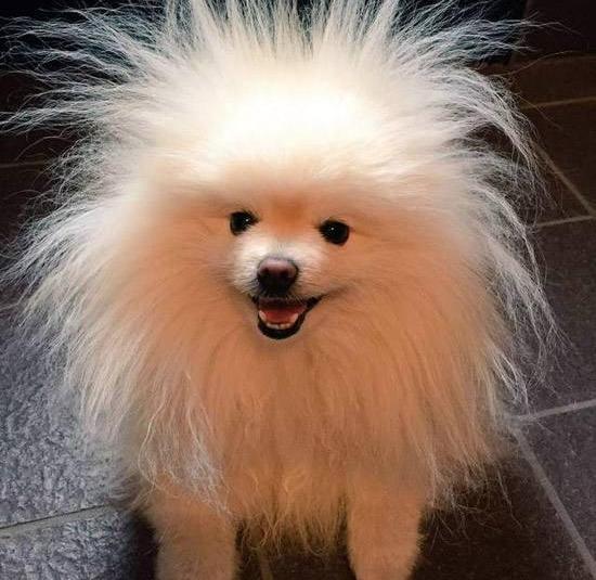 狗狗怎么补充微量元素(狗狗微量补充元素吃什么)-硒宝网