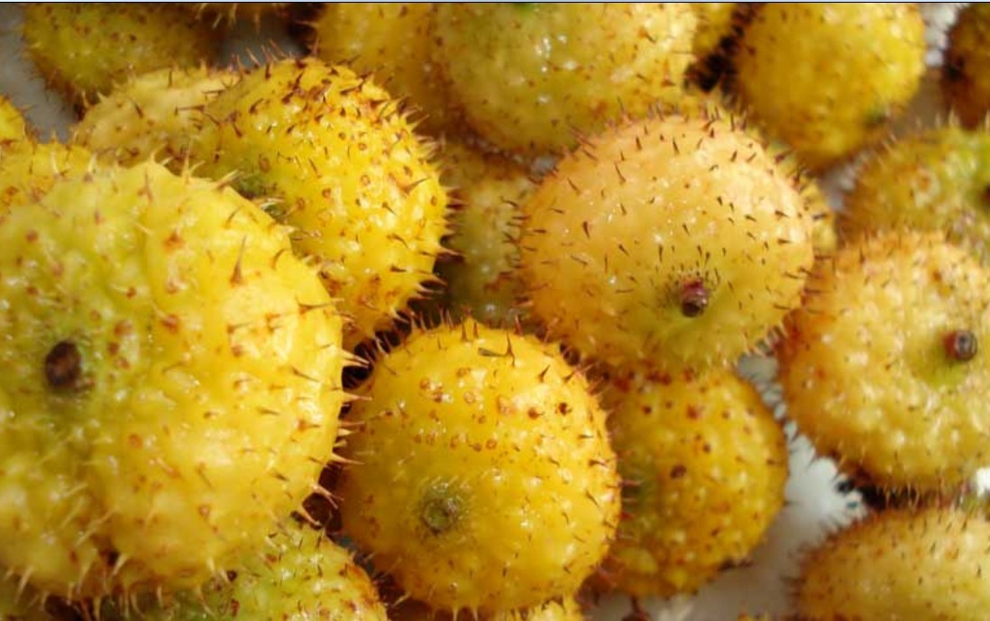 冬枣补铁吗(冬枣补铁)-硒宝网