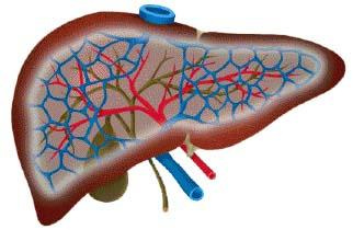 乙肝患者服用硒维康(服用患者乙肝硒维康片会怎样)-硒宝网