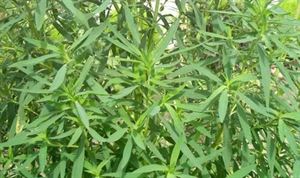 硒维康的作用和功效（硒维康效果怎么样）-硒宝网