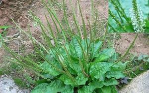 硒维康的作用和功效（硒维康效果怎么样）-硒宝网