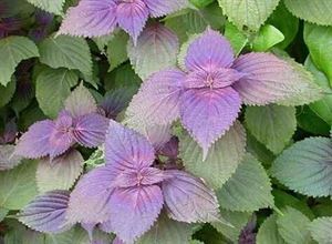 硒维康的作用和功效（硒维康效果怎么样）-硒宝网