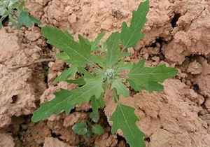 硒维康的作用和功效（硒维康效果怎么样）-硒宝网