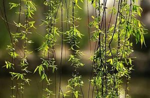 硒维康的作用和功效（硒维康效果怎么样）-硒宝网