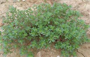 硒维康的作用和功效（硒维康效果怎么样）-硒宝网