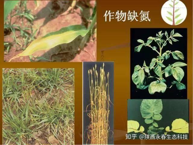 缺微量元素的症状有哪些(缺微量元素表现)-硒宝网