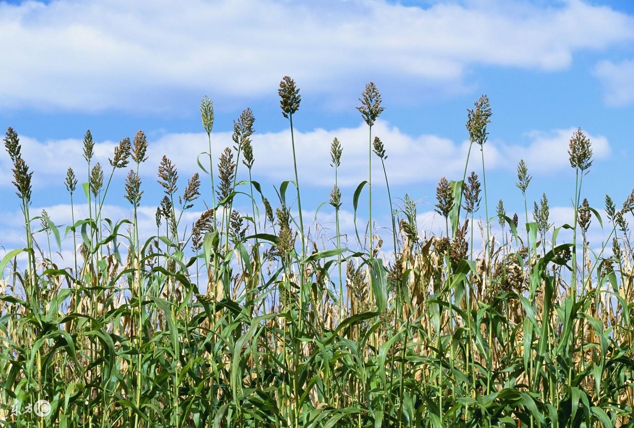 锌硒宝片硒含量高不（锌硒宝含量高的好还是低的好）-硒宝网