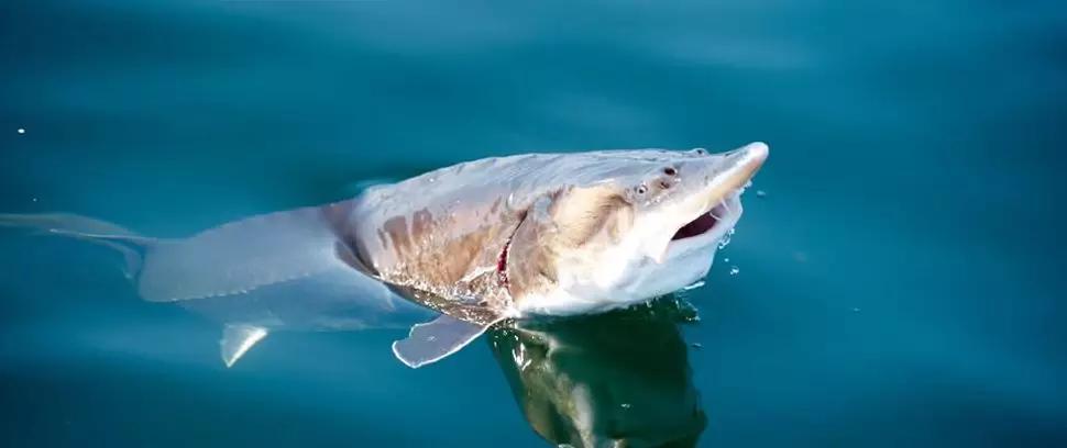 硒锌宝主要治疗什么（锌硒宝治什么）-硒宝网