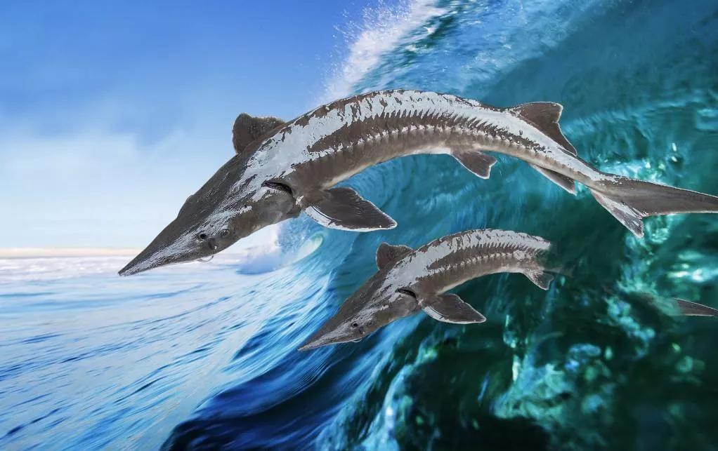 硒锌宝主要治疗什么（锌硒宝治什么）-硒宝网