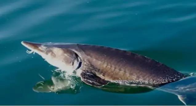 硒锌宝主要治疗什么（锌硒宝治什么）-硒宝网