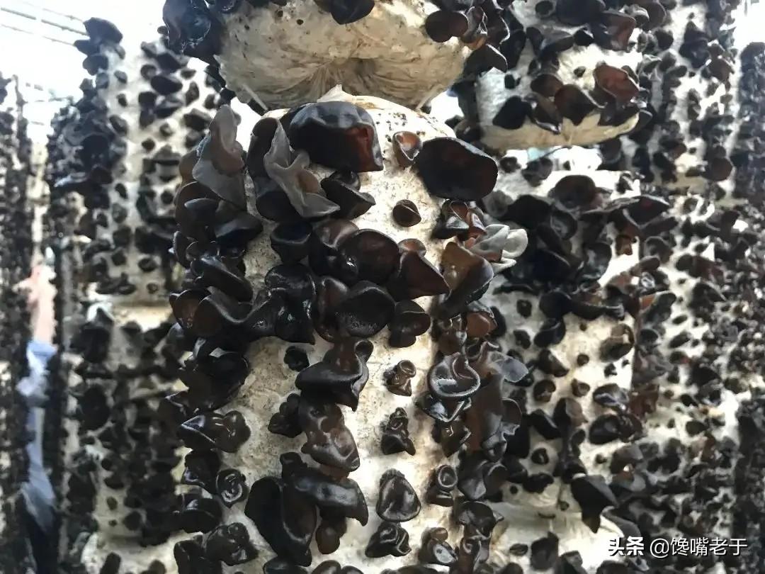 苹果补铁吗(苹果补铁的方法)-硒宝网