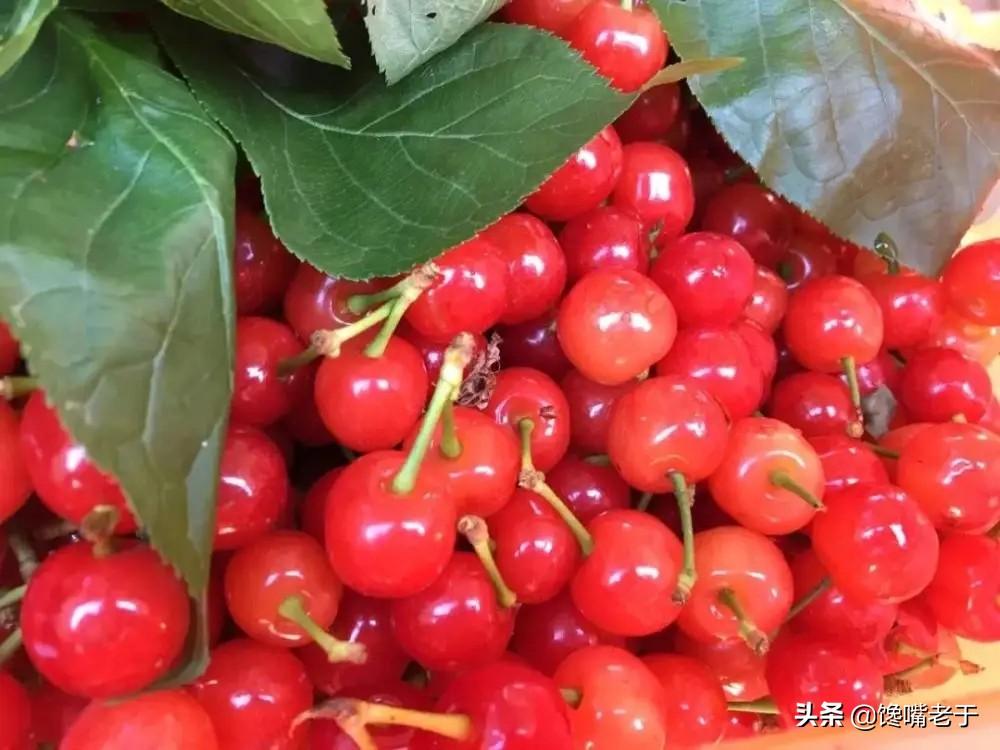 苹果补铁吗(苹果补铁的方法)-硒宝网