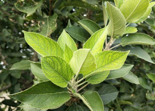 苹果补铁吗（苹果补铁补血吗）-硒宝网