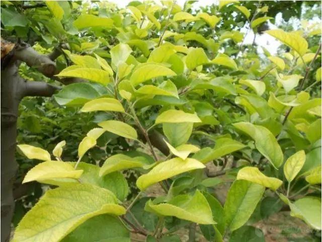 苹果补铁吗（苹果补铁补血吗）-硒宝网