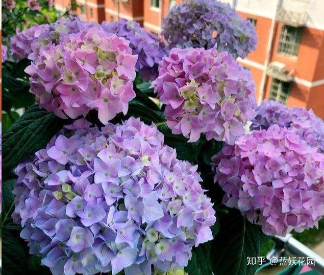 补铁的口服液有哪些品牌(补铁口服液牌子)-硒宝网