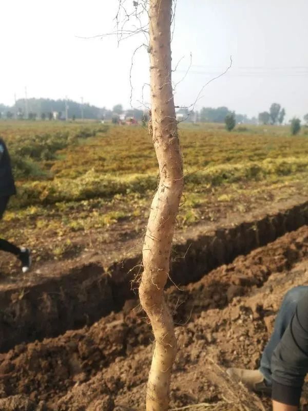 哺乳期缺锌吃锌硒宝（哺乳期补锌）-硒宝网