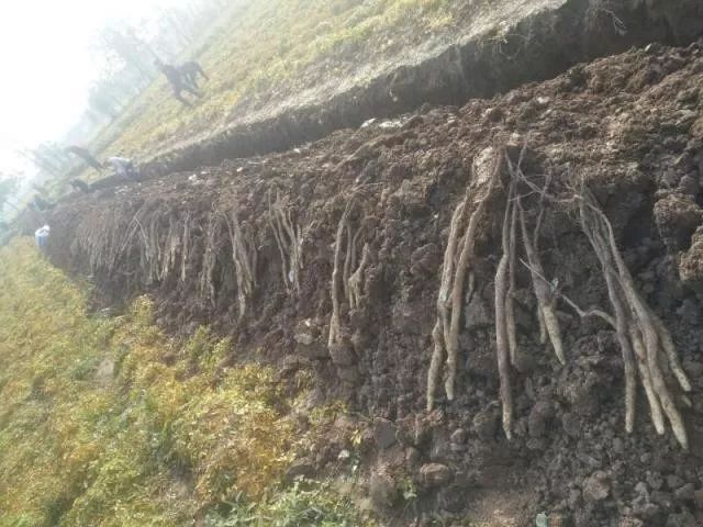 哺乳期缺锌吃锌硒宝（哺乳期补锌）-硒宝网