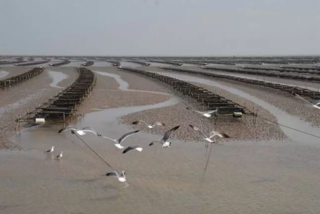 儿童吃什么补铁效果最好（小孩子补铁的）-硒宝网