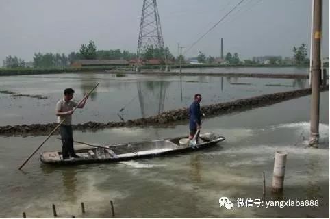 虾可以补钙吗(虾补钙可以提前腿壳吗)-硒宝网