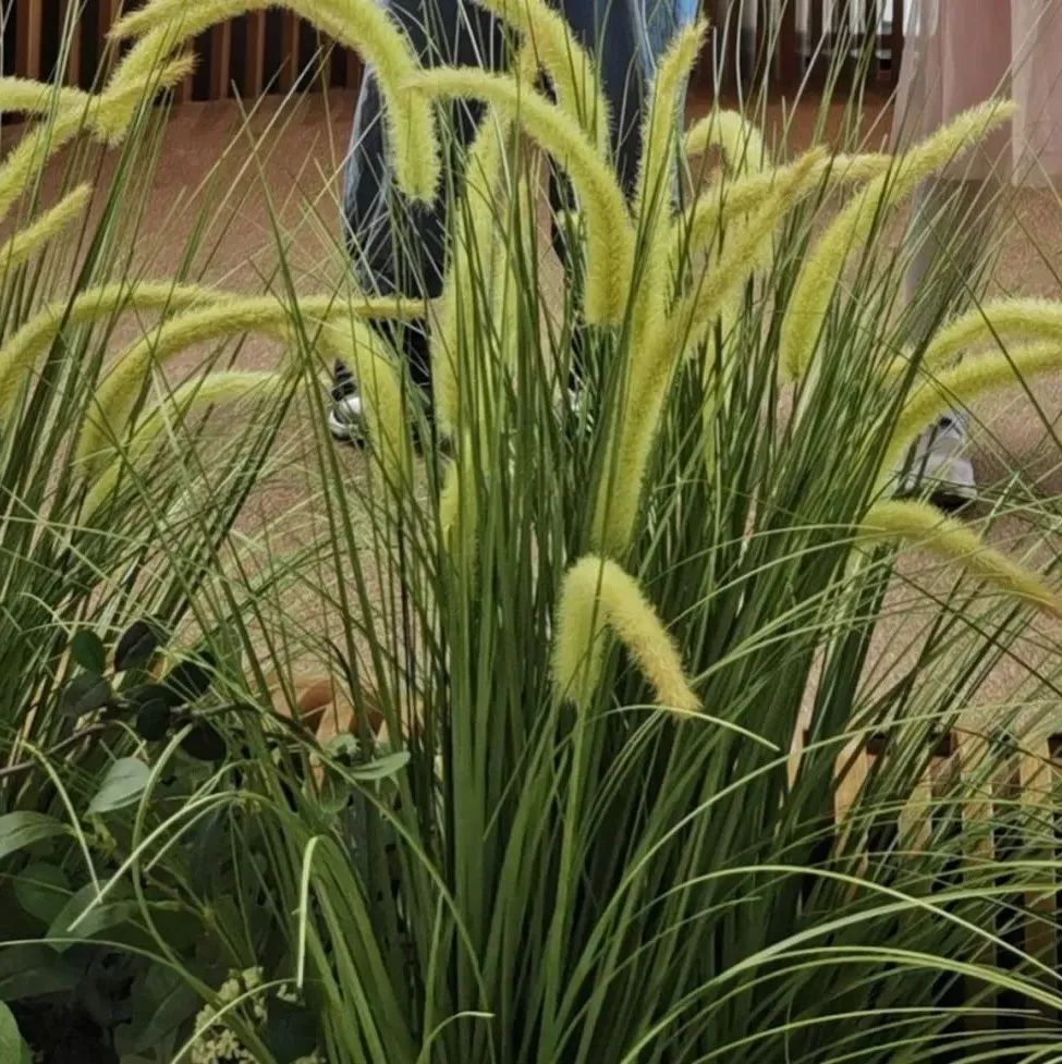 微量元素锶（微量元素锶的作用）-硒宝网