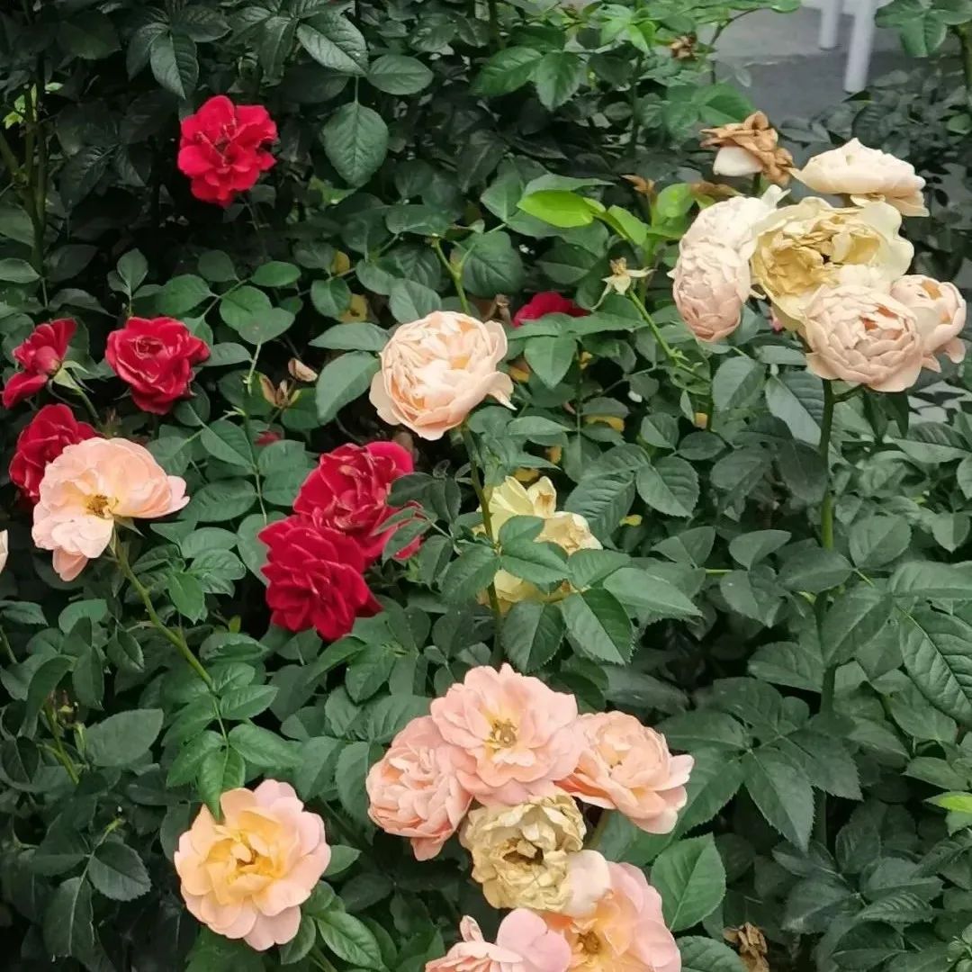 微量元素锶（微量元素锶的作用）-硒宝网