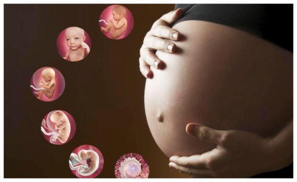 孕妇几周开始补铁(孕妇补铁补到几周)-硒宝网