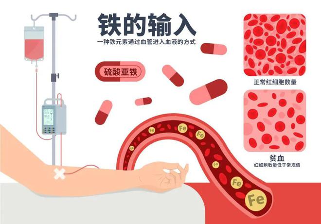 补铁多久血红蛋白上升(蛋白上升血红补铁剂有用吗)-硒宝网