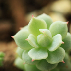 适合婴儿的锌硒宝片(锌硒宝片婴儿可以吃吗)-硒宝网