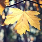 适合婴儿的锌硒宝片(锌硒宝片婴儿可以吃吗)-硒宝网