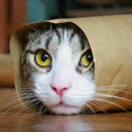 适合婴儿的锌硒宝片(锌硒宝片婴儿可以吃吗)-硒宝网