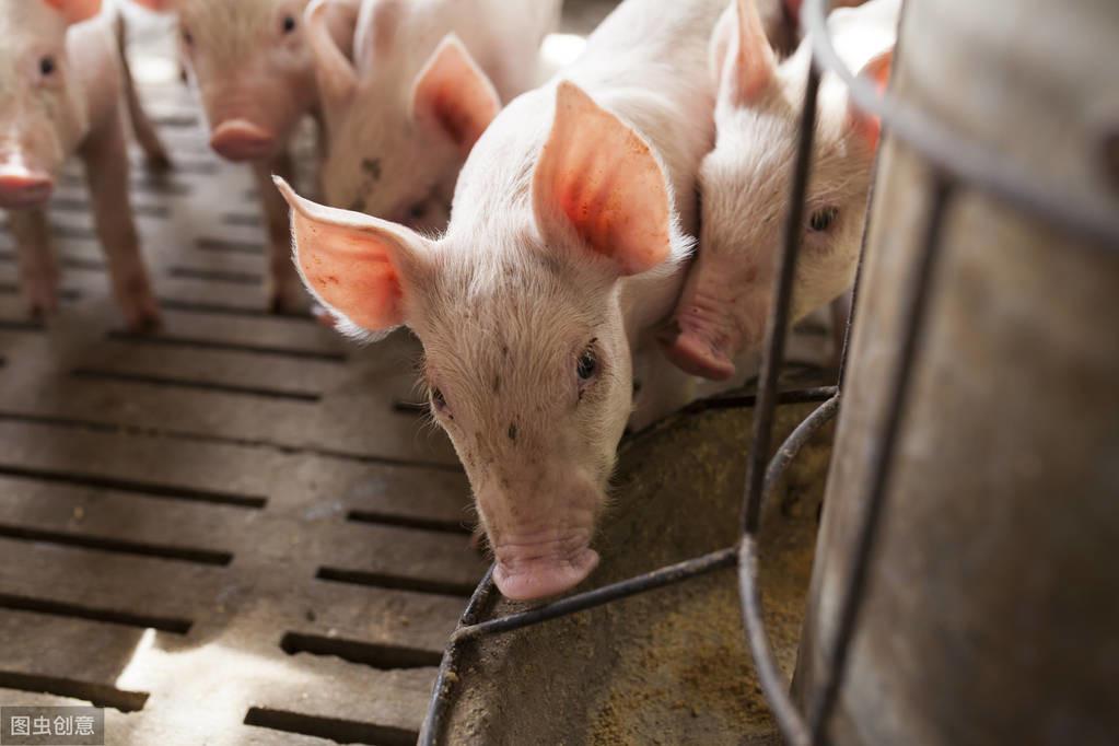 如何快速补铁（缺铁严重怎么快速补铁）-硒宝网