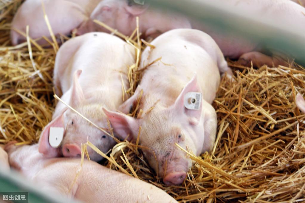 如何快速补铁（缺铁严重怎么快速补铁）-硒宝网