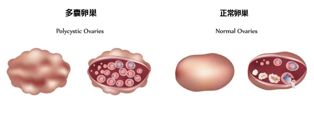 不备孕可以吃锌硒宝（女人备孕吃锌硒宝的功效）-硒宝网