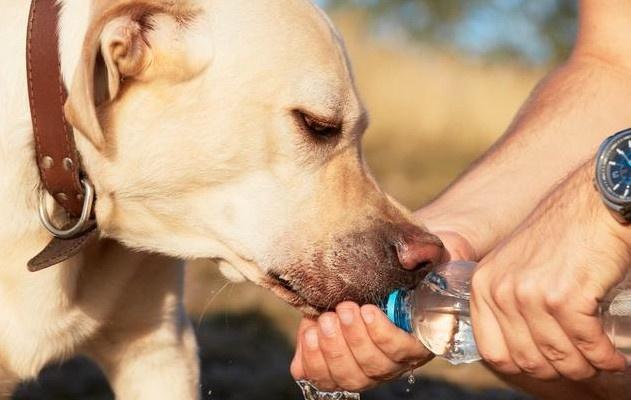 狗狗怎么补充微量元素（狗狗补充微量元素吃什么药）-硒宝网