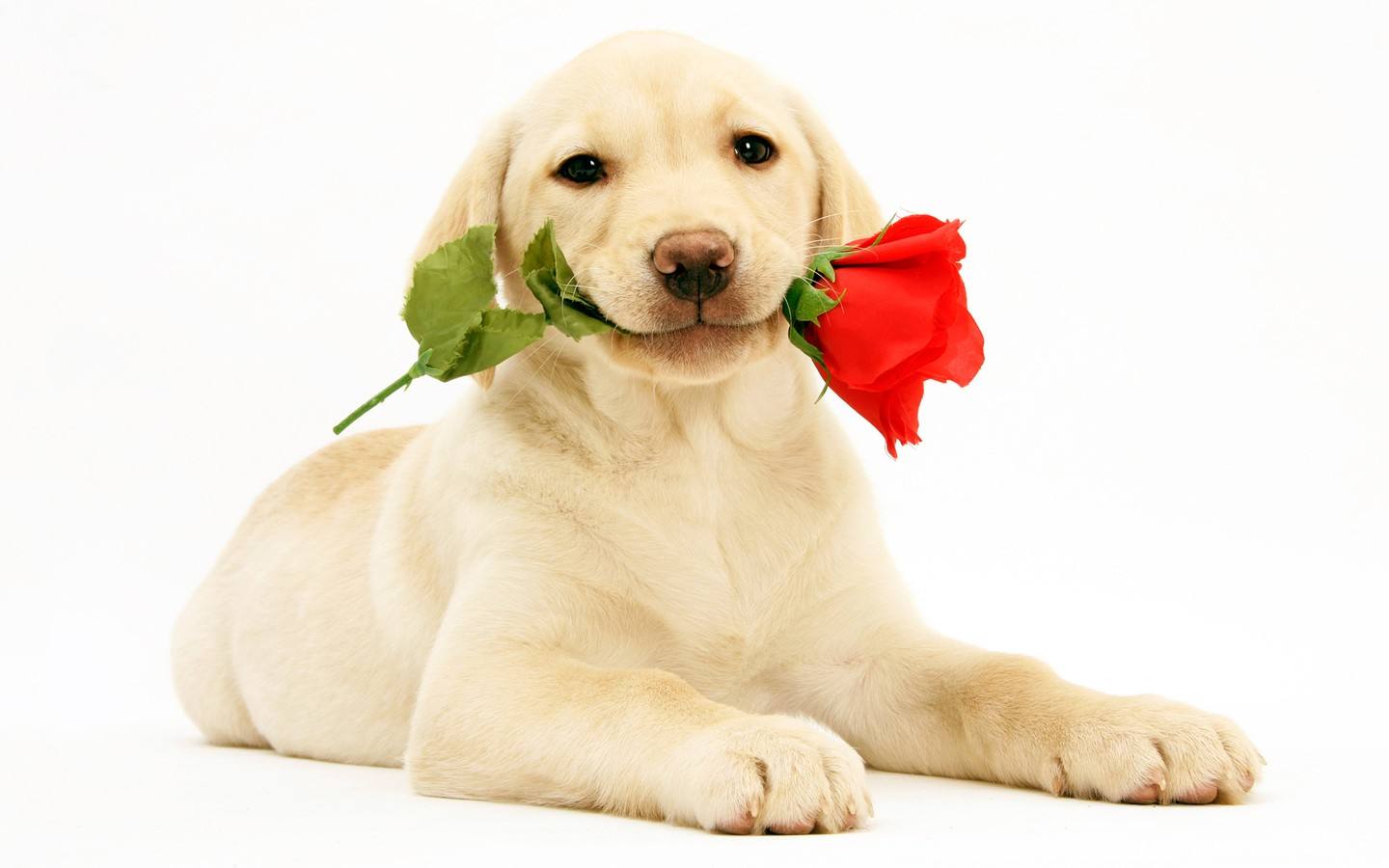 狗狗怎么补充微量元素（狗狗补充微量元素有什么作用）-硒宝网