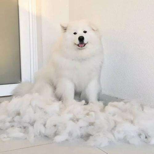 狗狗怎么补充微量元素（狗狗补充微量元素有什么作用）-硒宝网