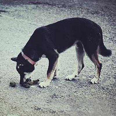 狗狗怎么补充微量元素（狗狗补充微量元素有什么作用）-硒宝网