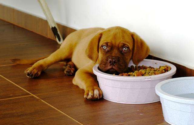 狗狗怎么补充微量元素（狗狗补充微量元素有什么作用）-硒宝网