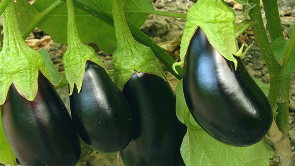 孕妇吃什么蔬菜补铁(补铁蔬菜孕妇)-硒宝网