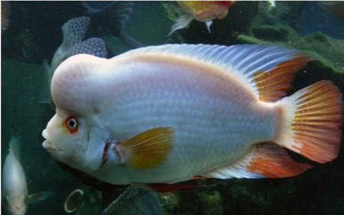 吃鱼补铁吗（吃什么鱼补铁最好）-硒宝网