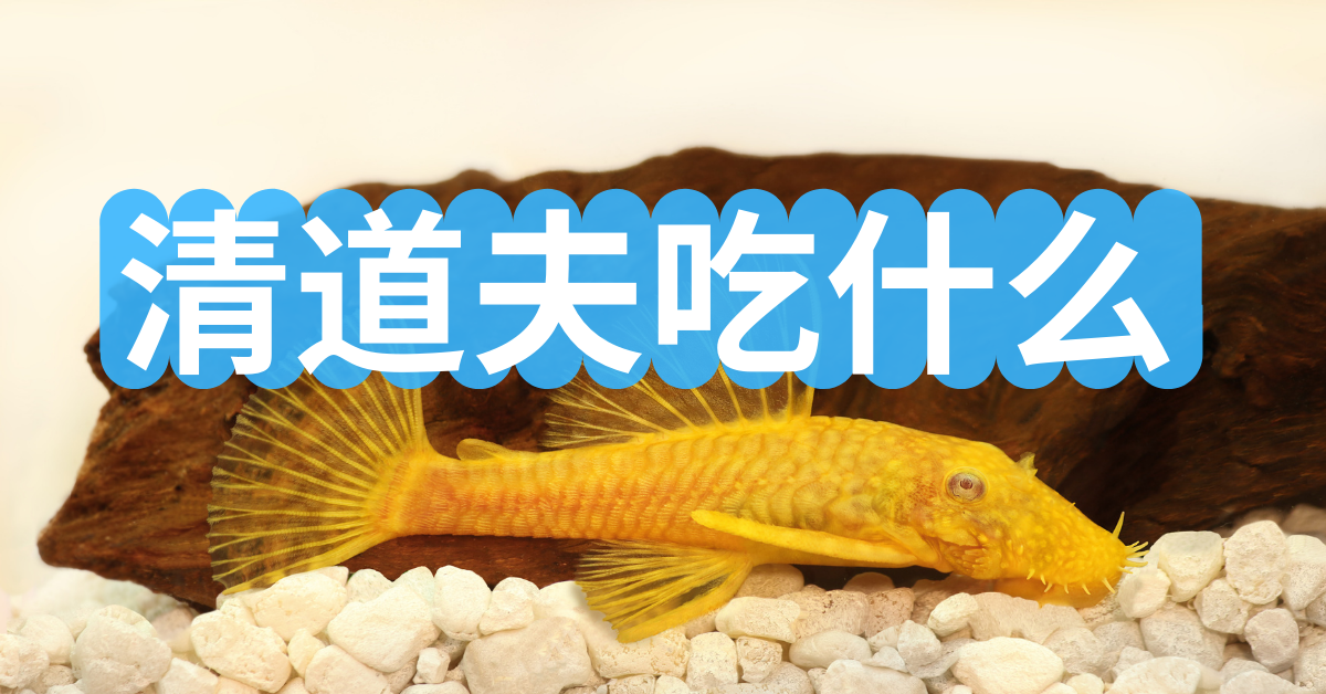 吃鱼补铁吗（吃什么鱼补铁最好）-硒宝网