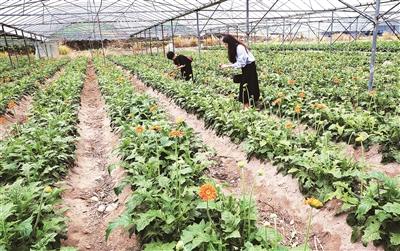 锌硒宝寿宁哪里有卖（锌硒宝哪里有卖）-硒宝网